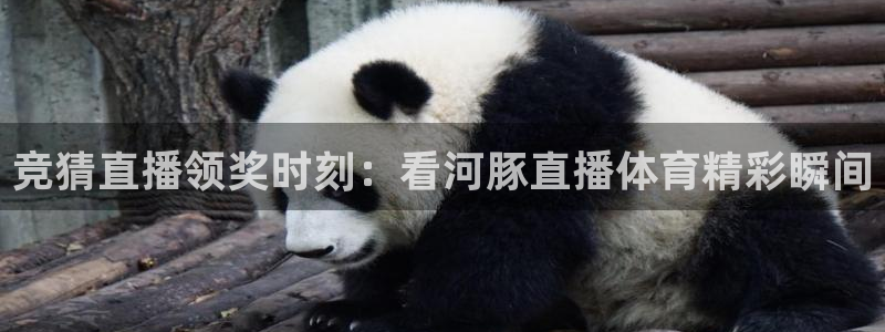 绿茵足球：竞猜直播领奖时刻：看河豚直播体育精彩瞬间