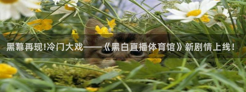 绿茵足球免费观看入口：黑幕再现!冷门大戏——《黑白直播体育馆》新剧情上线！