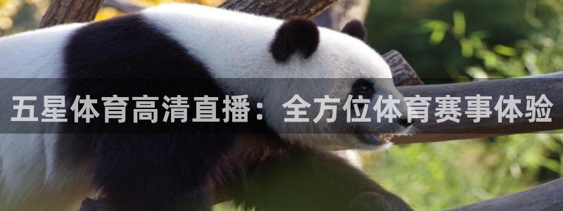 绿茵足球：五星体育高清直播：全方位体育赛事体验